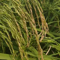 برنج فجر سوزنی محلی درجه یک باطعم وعطر|خوردنی و آشامیدنی|کوهدشت, |دیوار