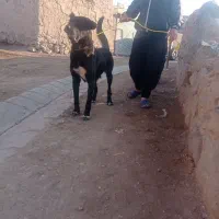 واگذاری ماده سرابی ۳ساله