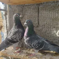 جفت گربه ای|پرنده|جهرم, |دیوار