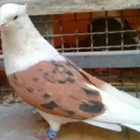 نر دوکت زرد خال سیاه