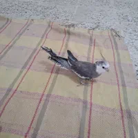 عروس هلندی نر آماده جفت انداختن