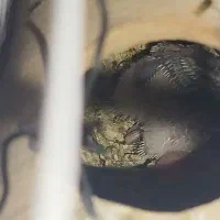 مولد مرغ عشق