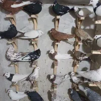 ۳۰ تا کفتر بهبونی زرنک