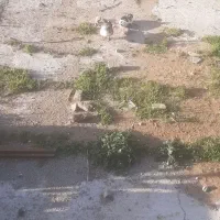 غاز
