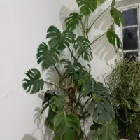 گل وگیاه|گل و گیاه طبیعی|گلبهار, نوبهار|دیوار