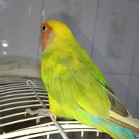 کوتوله نر سخنگو کاملا دستی وقفس جداگانه