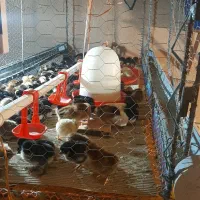 وسایل کامل پرورش جوجه