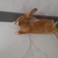 خرگوش لوپ جرسی