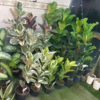 گل های آپارتمانی (بار جدید موجود شد)