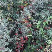 حسابدار بازنشسته