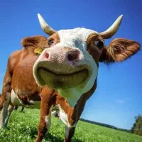 ۱راس گوساله نر سیمینتال