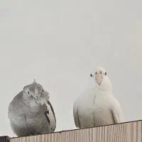 عروس هلندی ماده