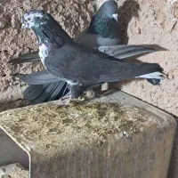 کفتر پر|پرنده|لاران, |دیوار