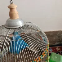 جوجه سهره خاکی ط غ ری درشت