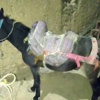 اسب نریان و قاطر نریان