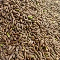 بلوط درجه یک