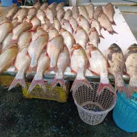 عرضه ماهی گرمابی خوزستان خوش خوراک