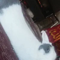 خرگوش|موش و خرگوش|مشهد, کوشک مهدی|دیوار