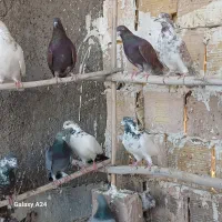 مایه کفتر پرشی|پرنده|قم, شاه سید علی|دیوار