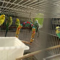 8 عدد مرغ عشق زیبا|پرنده|کرج, عظیمیه|دیوار