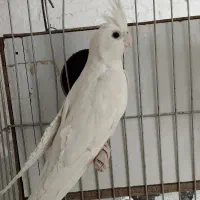 جفت عروس مولد البینو|پرنده|قم, علی آباد سعدگان|دیوار