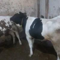 دوعدد گاو دو عدد کل نر گاو با گوساله
