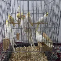 عروس هلندی لوتینو مولد