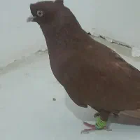 کفتر سرخ دوکاکل نر رنگ کرکی گرفتنی