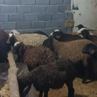 هیجده راس بره ماده و گاو قصر|حیوانات مزرعه|کمیجان, |دیوار