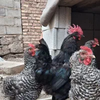 خروس مرندی
