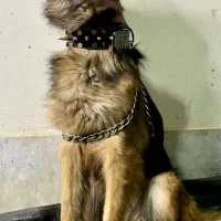 واگذاری سگ ژرمن شولاین|سگ|ابریشم, |دیوار