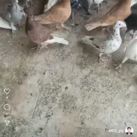 کبوتر|پرنده|مشهد, عنصری|دیوار