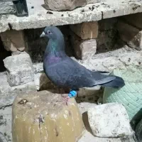 4 عدد کفتر (کبوتر) مناسب نو بازی|پرنده|تربت‌حیدریه, شهرک ولیعصر|دیوار