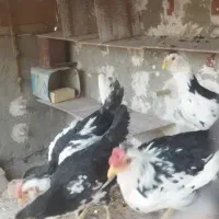 مرغ و خروس گلین|حیوانات مزرعه|شیراز, جرسقان|دیوار