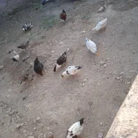 فروشی