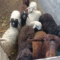 بره نر و ماده