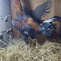 ۳عدد خروس لاری اصیل