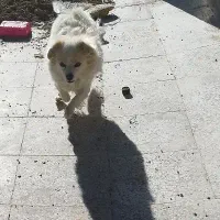 نژاد شیتزو تربیت شده|سگ|قائن, |دیوار