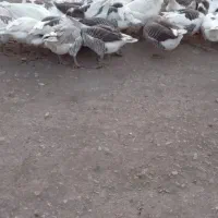 غاز‌محلی زنده و پرکنده درخدمتیم|حیوانات مزرعه|ماکو, |دیوار