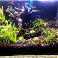 اکواریوم گیاه پلنت|ماهی|ملایر, |دیوار