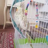 عروس هلندی فندق و پیکو رام و دستی|پرنده|اردبیل, |دیوار