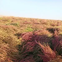 جارو. محلی. شهرداری|لوازم نظافت|سبزوار, قصبه غربی|دیوار