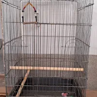 قفس عروس هلندی و لانه