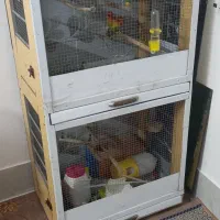 طوطی برزیلی|پرنده|سمنان, |دیوار