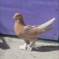 ساعت سنگین و زیبا