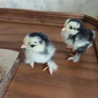 مرغ وخروس زینتی (کوشین)|حیوانات مزرعه|مشهد, نیروی هوایی|دیوار