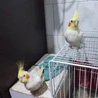 جفت عروس چشم شرابی