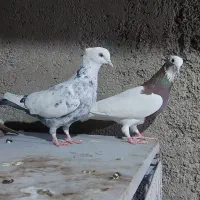 ماده خوب|پرنده|شیراز, قلعه نو|دیوار