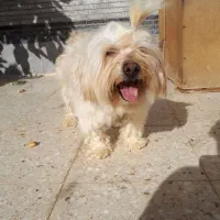 سگ نر نژاد شیتزو