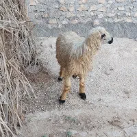 بره نر|حیوانات مزرعه|خورموج, |دیوار